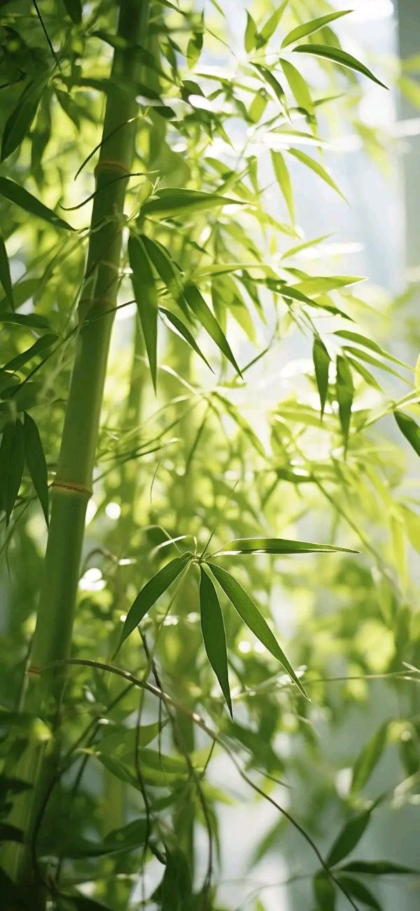 《岁寒三友》作者小妹（浙江）（图3）