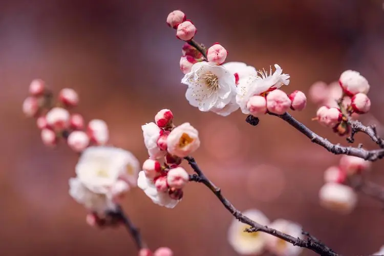 《岁寒三友》作者小妹（浙江）（图5）