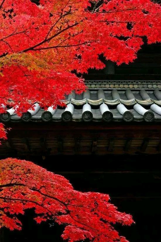 聆听 ‖ 蕙质兰心朗诵《枫叶🍁红金秋》作者/雷金钟（图4）