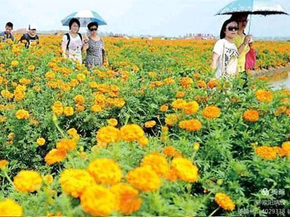 中华诗艺社江西分社【格律诗词精品鉴赏】都市头条•周刊•重阳专题（总第1645期）（图12）