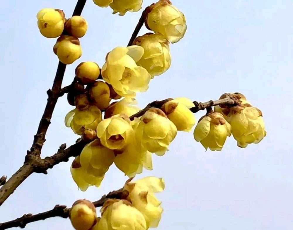 朱明良友(上海)诗词第九辑2023年专辑(图6)
