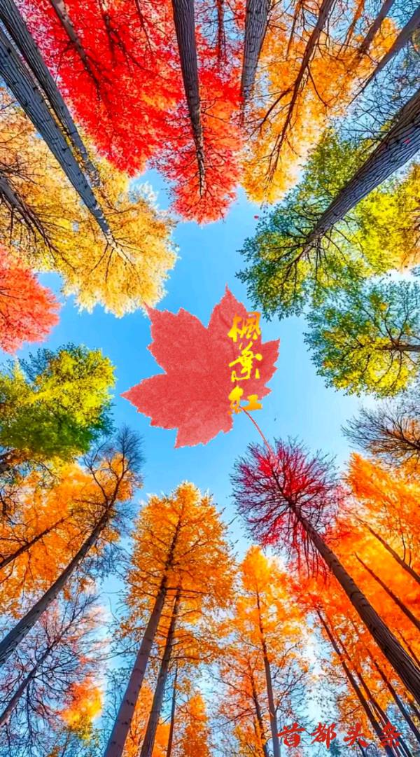 天净沙-秋吟～词||王政（图8）