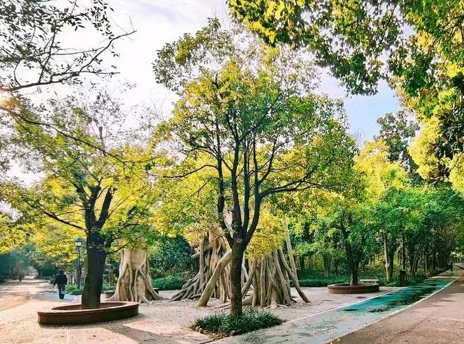 泡茶，独树的自言自语（图2）