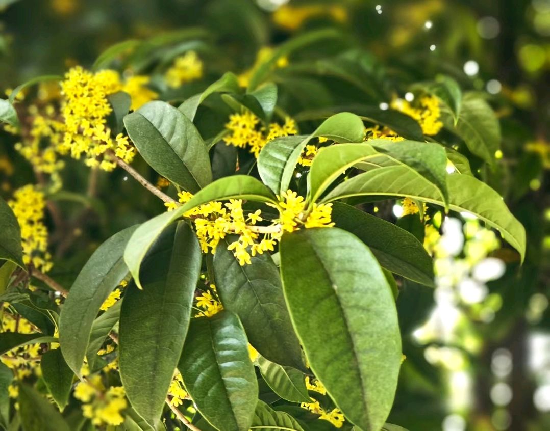 桂花香满院（图2）