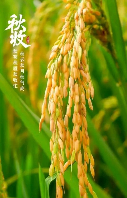 七律-秋收～诗||雅轩琴韵（图9）