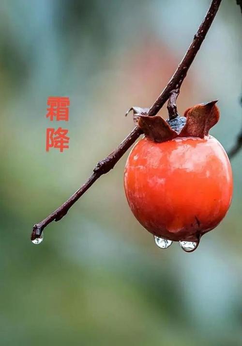 《霜降美景如期至‌》文:强军/陕西宝鸡（图2）