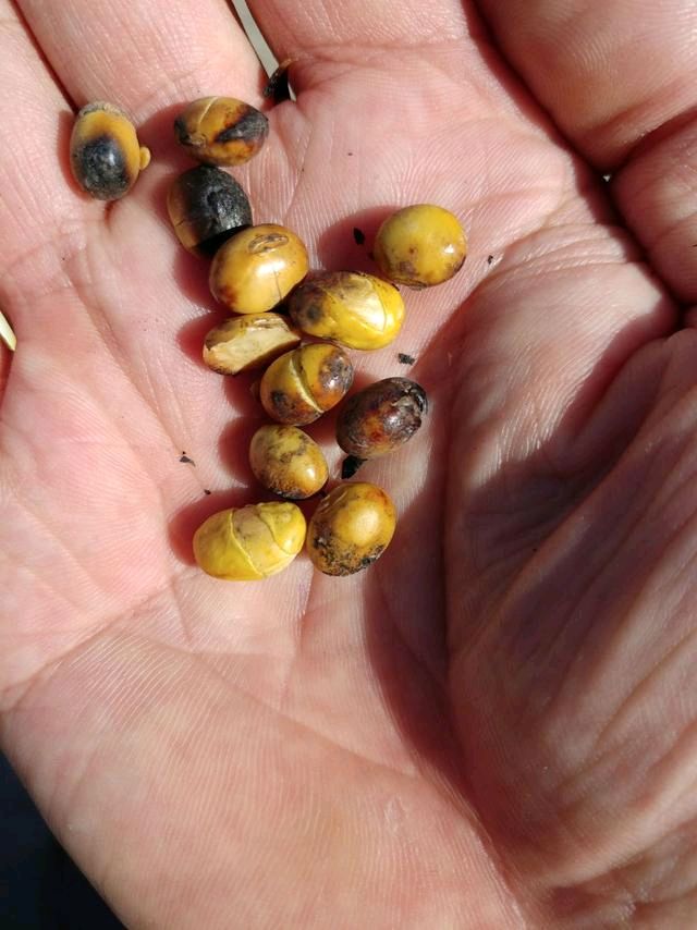 回忆当年地头烧毛豆 作者：姚树学 主播：高云霞（图4）