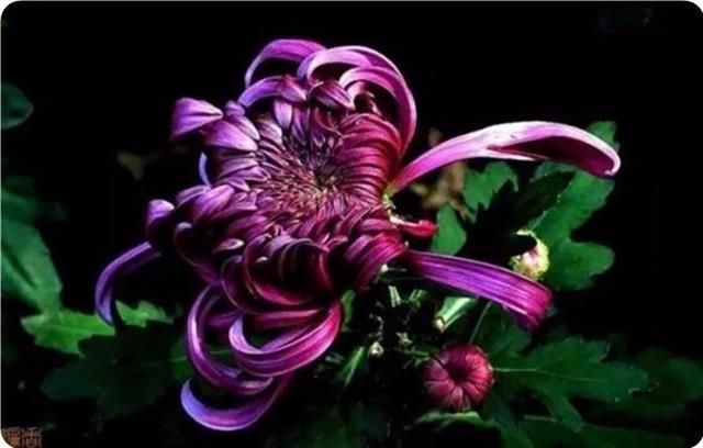 【名家精品】咏菊//文:水云居士//《诗收获》征稿……（图3）