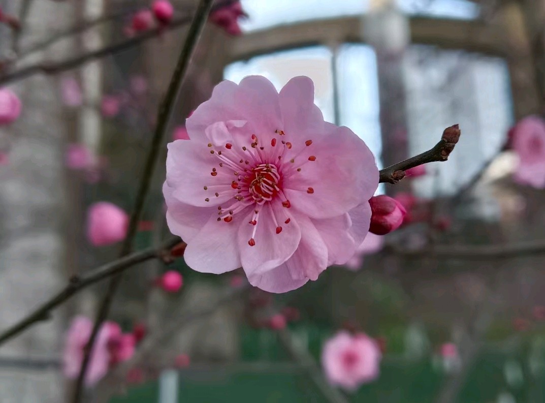 梅花