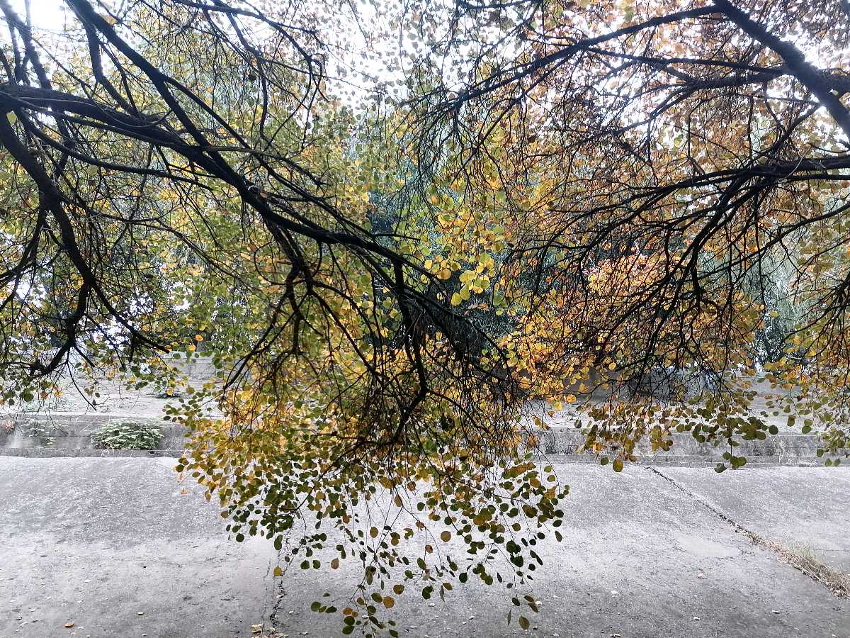 ​写在冬季的话（外一首）（图2）