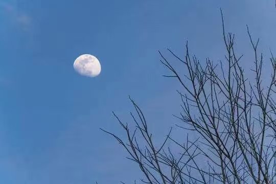 【上海文学社】古韵飘香‖每周题图182期（图7）