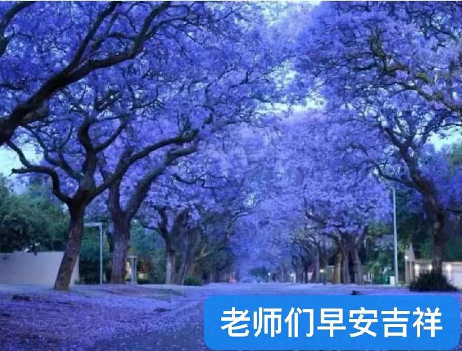 蝶恋花. 赏蓝花楹-作者：月华（澳大利亚）长安街总社【世界诗人名人展】10319期（图3）