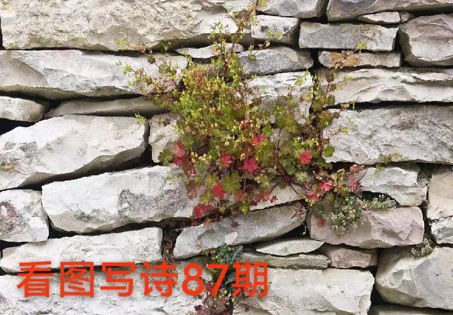 自由体(诗配画)《倔强的红嫣》 作者:连振华/广东乐昌(图4)