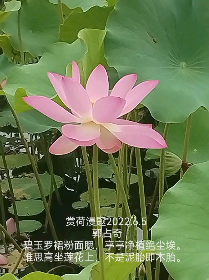 郭占奇老师“咏荷”汇编（之三）（图5）
