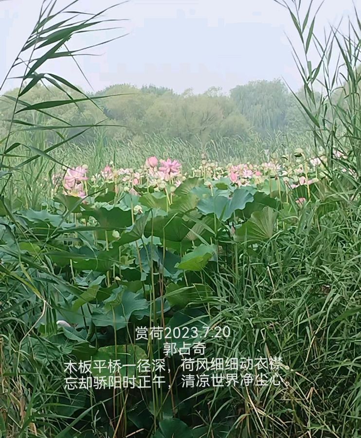 郭占奇老师“咏荷”汇编（之三）（图12）