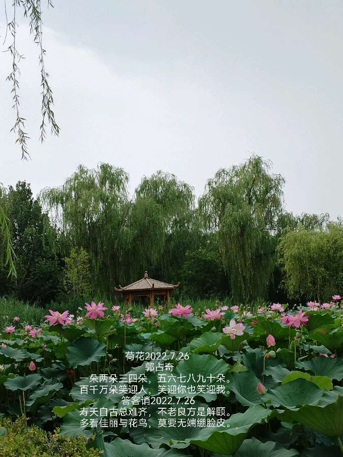 郭占奇老师“咏荷”汇编（之三）（图7）
