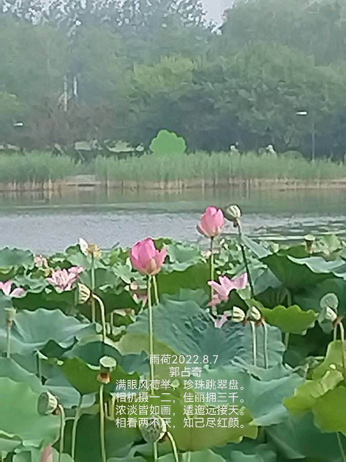 郭占奇老师“咏荷”汇编（之三）（图8）