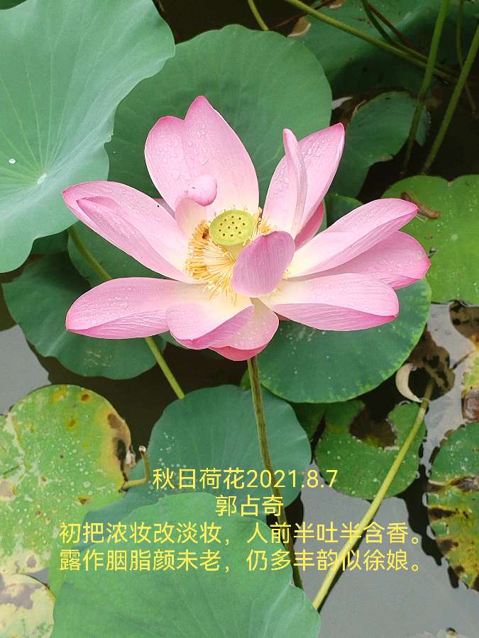 郭占奇老师“咏荷”汇编（之三）（图3）