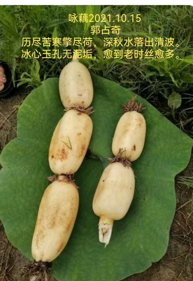 郭占奇老师“咏荷”汇编（之三）（图4）
