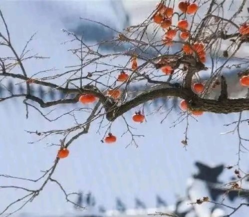 小 雪