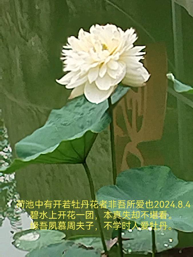 郭占奇老师“咏荷”汇编（之四）（图7）