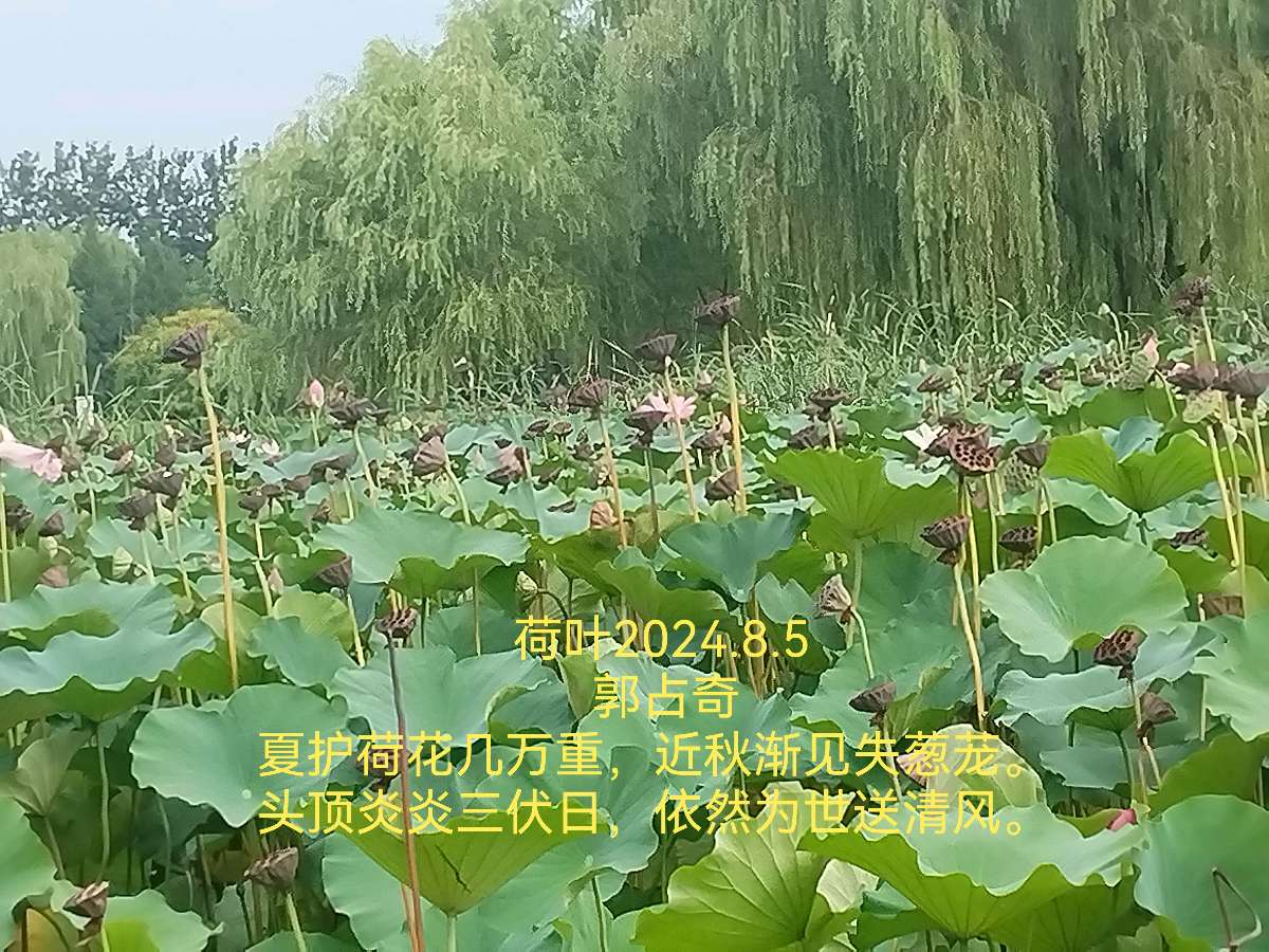 郭占奇老师“咏荷”汇编（之四）（图8）