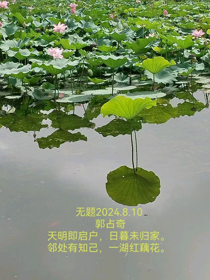 郭占奇老师“咏荷”汇编（之四）（图13）