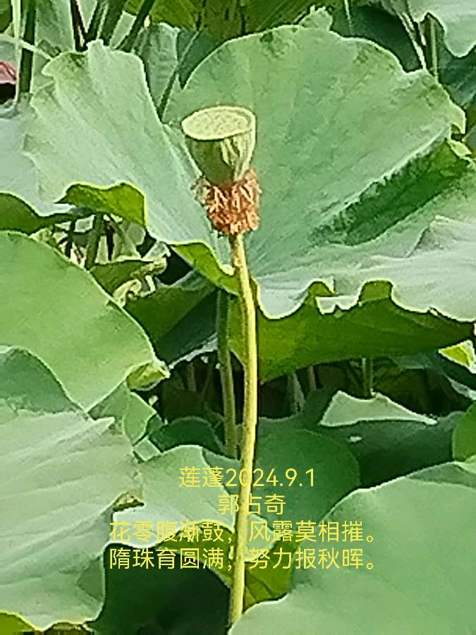 郭占奇老师“咏荷”汇编（之四）（图19）