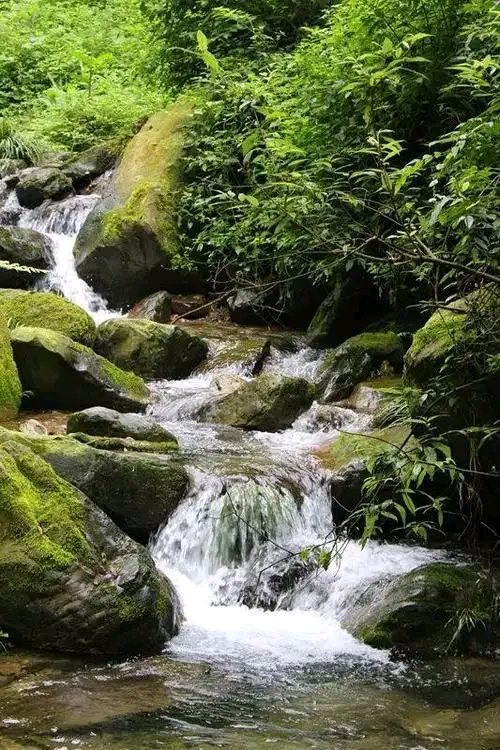 欣赏根生厚德藏头诗并浅释·《泊淡宁静心醉幽林》（图3）