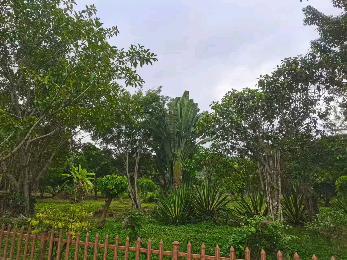 红歌与诵读美丽了雨林公园——记长春天鹅湖艺术团云南旅居小分队联欢活动（图6）