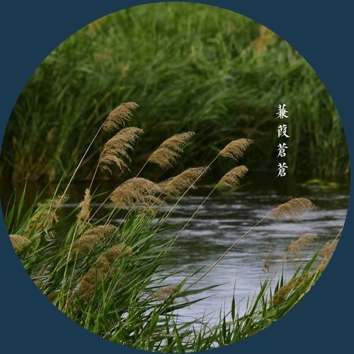 蒹葭之恋-作者:锦文【贵州总社】世界诗人名人展10362(图4)