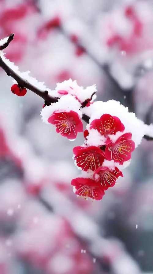 山之子《踏雪寻梅🌺雪入怀》诵:家明【世界诗歌研讨院】世界诗人名人展特刊(图6)