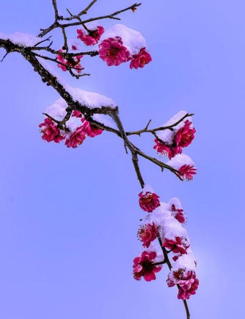 【世界诗会同题诗】踏雪寻梅🌺雪入怀-附山之子雅评【世界诗歌研究院】世界诗人名人展特刊🌏(图11)