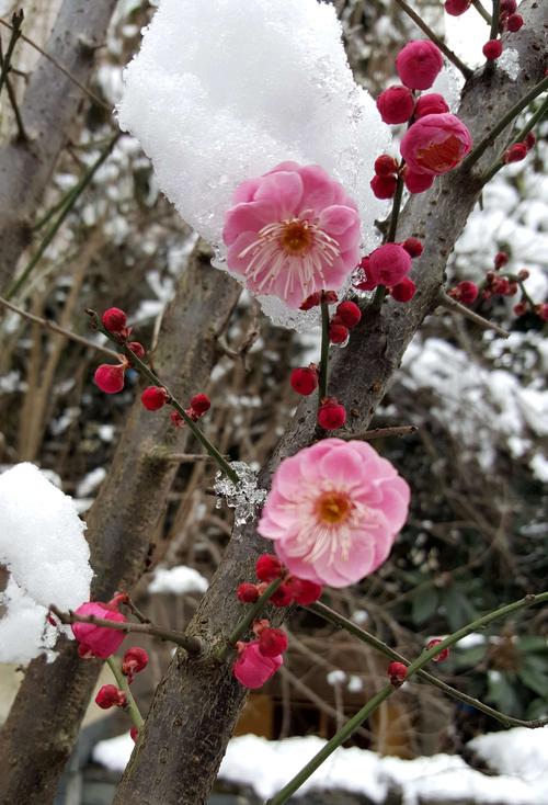 【世界诗会同题诗】踏雪寻梅🌺雪入怀-附山之子雅评【世界诗歌研究院】世界诗人名人展特刊🌏(图52)
