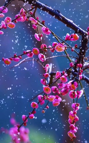 【世界诗会同题诗】踏雪寻梅🌺雪入怀-附山之子雅评【世界诗歌研究院】世界诗人名人展特刊🌏(图55)