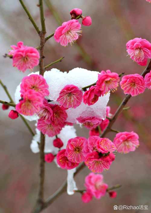 【世界诗会同题诗】踏雪寻梅🌺雪入怀-附山之子雅评【世界诗歌研究院】世界诗人名人展特刊🌏(图65)