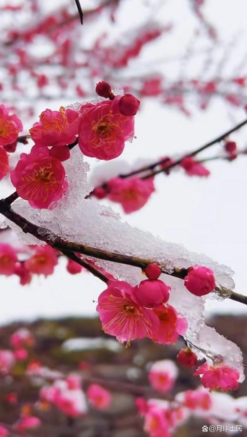 【世界诗会同题诗】踏雪寻梅🌺雪入怀-附山之子雅评【世界诗歌研究院】世界诗人名人展特刊🌏(图89)