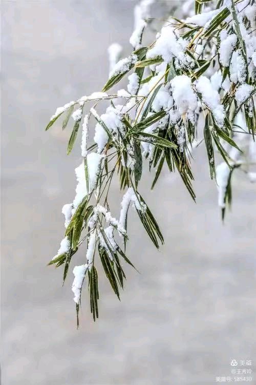 雪 赋 作者/蜀人布衣 美诵/罗文玲（图2）