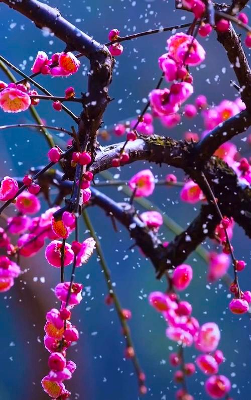 崇淑珍朗诵《踏雪寻梅🌺雪入怀》文：代晓春【金话筒朗诵团】世界诗人名人展10420期（图5）