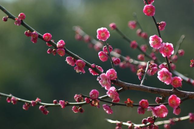 《四季歌》作者/景上行 主播/仝立新 主编/胡琴（图4）