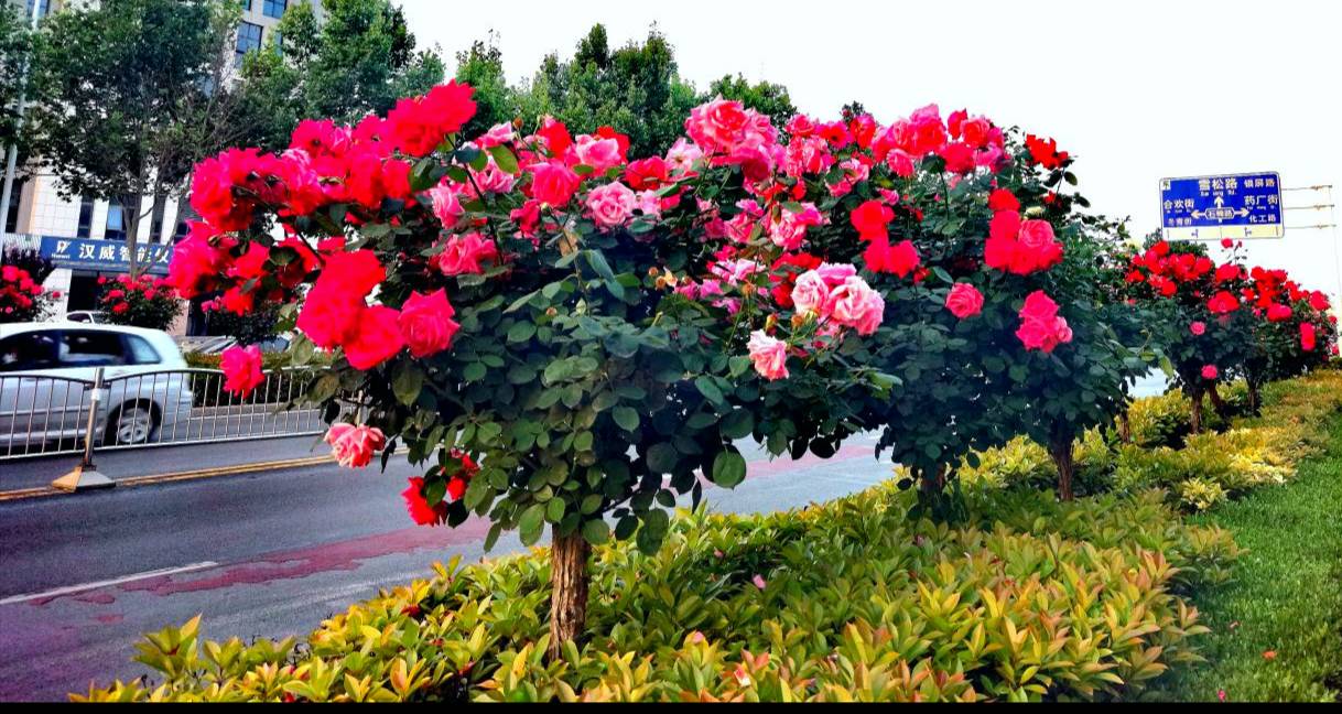 诗朗诵：月季一一我们郑州市市花||作者：苏小蒙|| 朗诵：志玲（图2）