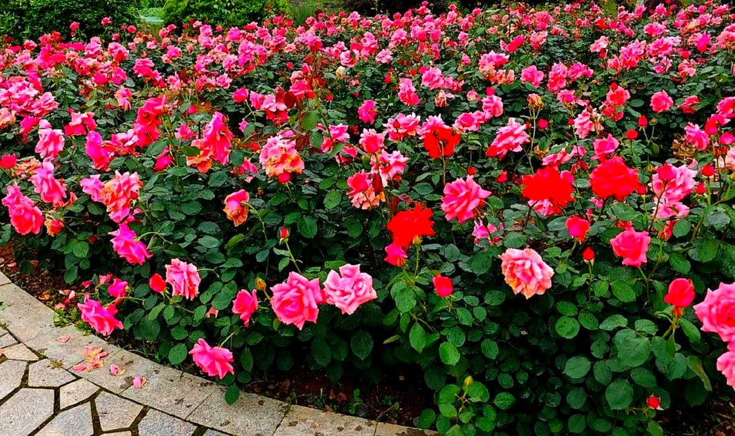 诗朗诵：月季一一我们郑州市市花||作者：苏小蒙|| 朗诵：志玲（图7）