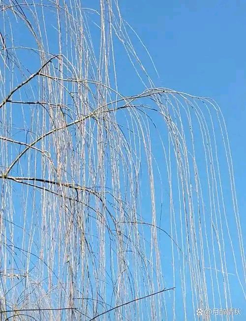东方书剑的《山花子•河边冬柳》