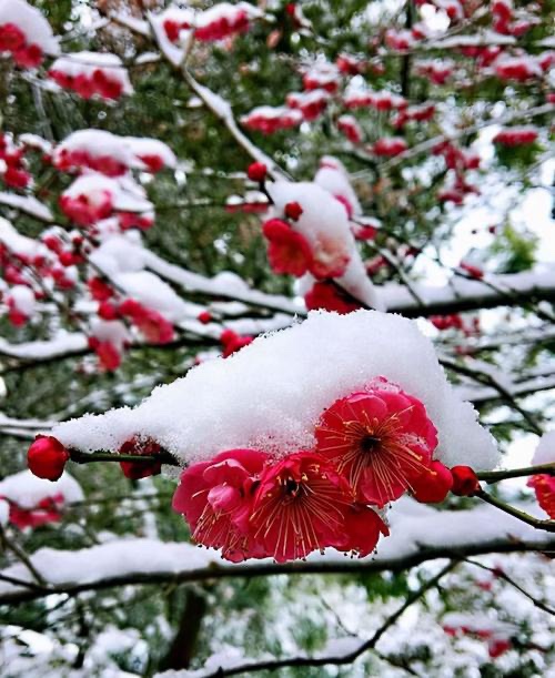 李华敏🎤牛友友合诵《踏雪寻梅🌺雪入怀》文:赤脚诗童. 辩证法【世界诗歌金话筒朗诵团】世界诗人名人展10445期(图6)
