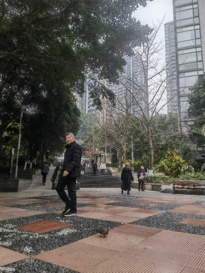 「散文诗」斑鸠，谁叫我们是好朋友（图6）