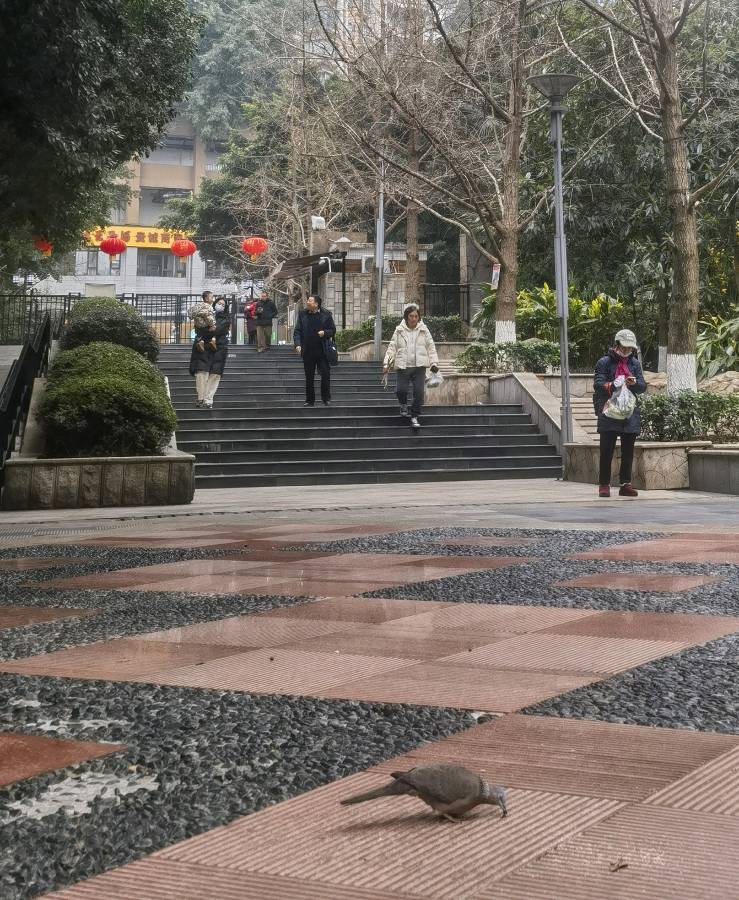 「散文诗」斑鸠，谁叫我们是好朋友（图9）