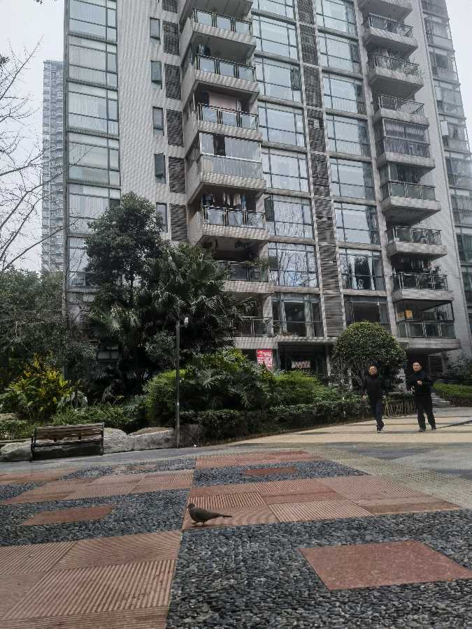 「散文诗」斑鸠，谁叫我们是好朋友（图15）