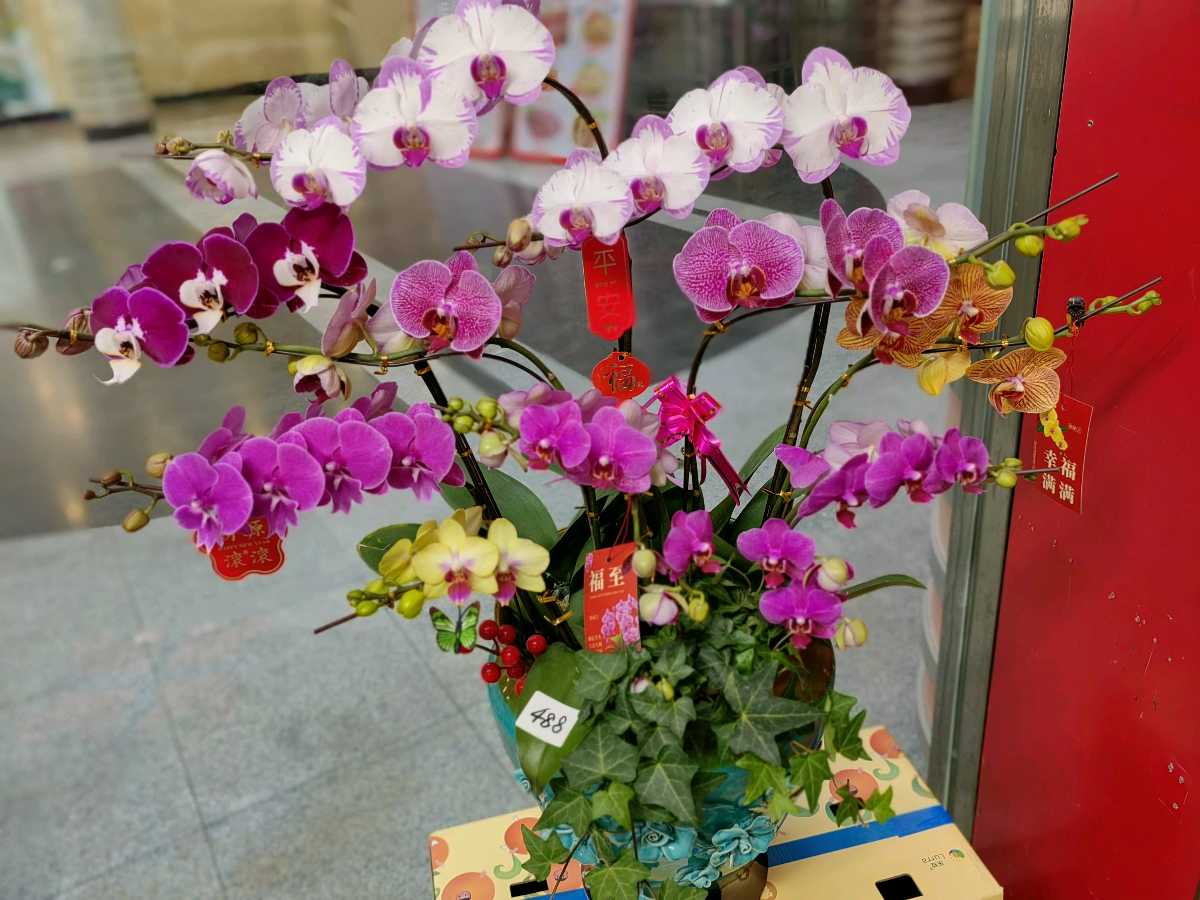 七律 . 蝴蝶兰（外二首）文/江冲（图5）
