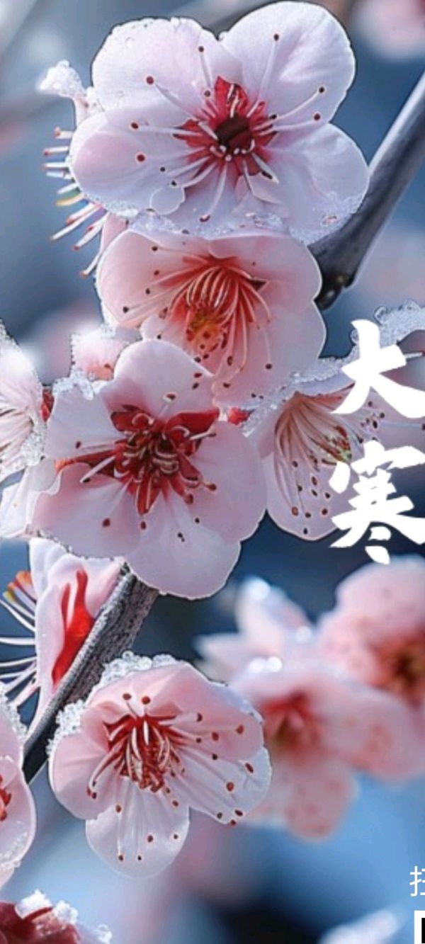 节气·大寒（图2）