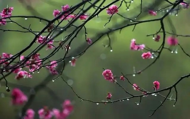 【梅园之音】听大梅朗诵《冬雨代雪迎新春》作者：乔丙林（图8）